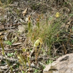 Diplodium ampliatum at Isaacs, ACT - 19 Mar 2012