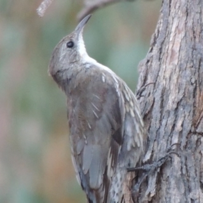 Cormobates leucophaea (White-throated Treecreeper) at Tennent, ACT - 2 Mar 2014 by michaelb