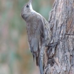 Cormobates leucophaea at Tennent, ACT - 2 Mar 2014 07:29 PM