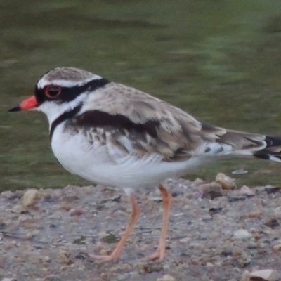 Charadrius melanops (Black-fronted Dotterel) at Paddys River, ACT - 9 Mar 2014 by michaelb