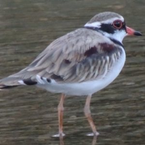 Charadrius melanops at Paddys River, ACT - 9 Mar 2014