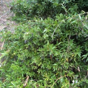 Billardiera heterophylla at Red Hill, ACT - 7 Jun 2015