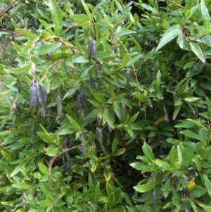 Billardiera heterophylla at Red Hill, ACT - 7 Jun 2015