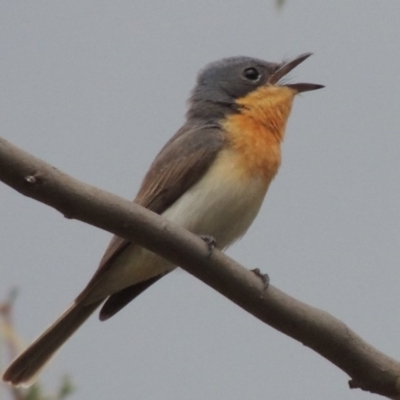 Myiagra cyanoleuca (Satin Flycatcher) at Tennent, ACT - 24 Jan 2015 by michaelb