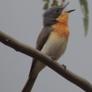 Myiagra cyanoleuca at Tennent, ACT - 24 Jan 2015