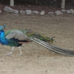 Pavo cristatus (Indian Peafowl) at National Zoo and Aquarium - 3 Jun 2015 by michaelb