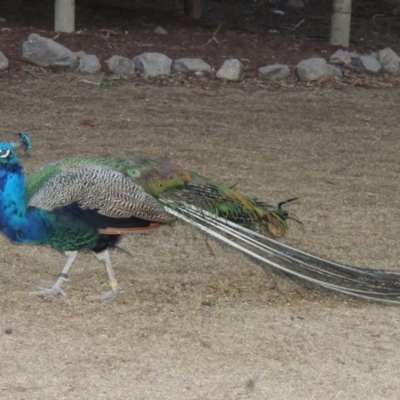 Pavo cristatus (Indian Peafowl) at Molonglo Valley, ACT - 3 Jun 2015 by MichaelBedingfield