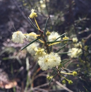 Acacia genistifolia at Canberra Central, ACT - 20 Jun 2015 01:19 PM