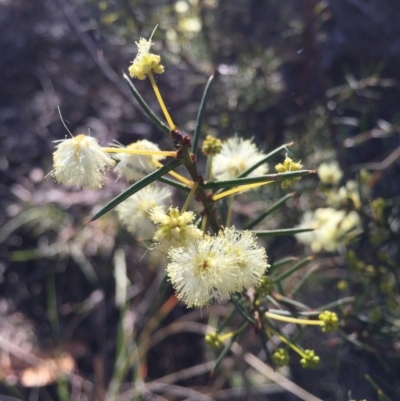 Acacia genistifolia (Early Wattle) at Canberra Central, ACT - 20 Jun 2015 by AaronClausen