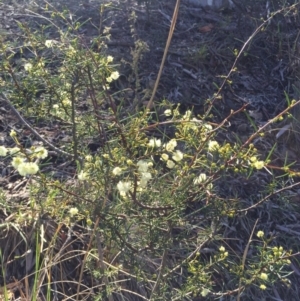 Acacia genistifolia at Canberra Central, ACT - 20 Jun 2015