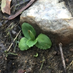 Pterostylis nutans (Nodding Greenhood) at Canberra Central, ACT - 20 Jun 2015 by AaronClausen