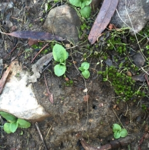 Pterostylis nutans at Canberra Central, ACT - suppressed