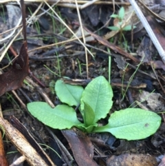 Pterostylis nutans (Nodding Greenhood) at Canberra Central, ACT - 20 Jun 2015 by AaronClausen