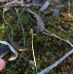 Corunastylis sp. (A Midge Orchid) at Canberra Central, ACT - 20 Jun 2015 by AaronClausen