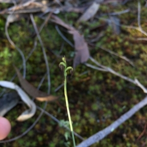 Corunastylis sp. at Canberra Central, ACT - suppressed