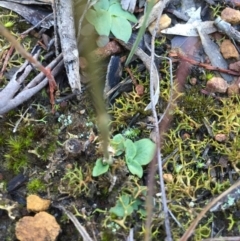 Speculantha rubescens (Blushing Tiny Greenhood) at Canberra Central, ACT - 20 Jun 2015 by AaronClausen