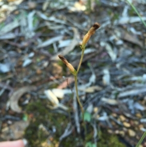 Speculantha rubescens at Canberra Central, ACT - suppressed