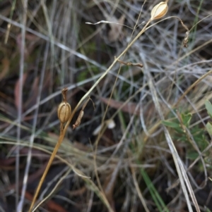 Speculantha rubescens at Canberra Central, ACT - suppressed