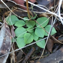 Speculantha rubescens at Canberra Central, ACT - 20 Jun 2015