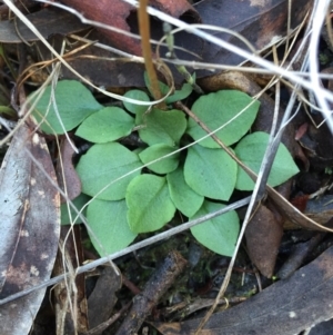 Speculantha rubescens at Canberra Central, ACT - 20 Jun 2015