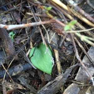 Eriochilus cucullatus at Canberra Central, ACT - suppressed