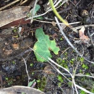 Acianthus exsertus at Canberra Central, ACT - suppressed