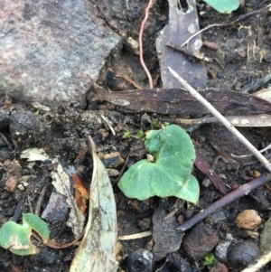 Acianthus exsertus at Canberra Central, ACT - suppressed