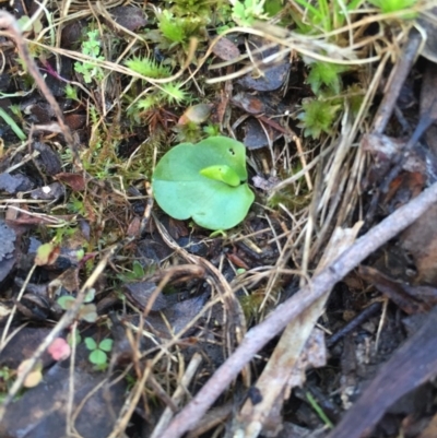 Corysanthes incurva (Slaty Helmet Orchid) at Canberra Central, ACT - 20 Jun 2015 by AaronClausen