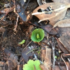 Corysanthes incurva (Slaty Helmet Orchid) at Canberra Central, ACT - 20 Jun 2015 by AaronClausen