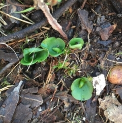 Corysanthes incurva (Slaty Helmet Orchid) at Canberra Central, ACT by AaronClausen