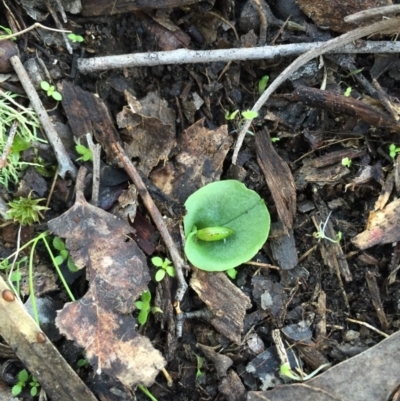 Corysanthes incurva (Slaty Helmet Orchid) at Canberra Central, ACT - 20 Jun 2015 by AaronClausen