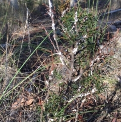 Dillwynia sericea (Egg And Bacon Peas) at Canberra Central, ACT - 20 Jun 2015 by AaronClausen