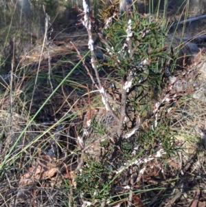 Dillwynia sericea at Canberra Central, ACT - 20 Jun 2015 03:01 PM