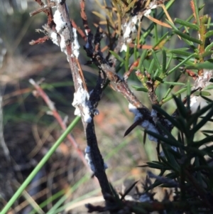 Dillwynia sericea at Canberra Central, ACT - 20 Jun 2015 03:01 PM