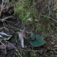 Acianthus collinus (Inland Mosquito Orchid) at Canberra Central, ACT - 20 Jun 2015 by AaronClausen