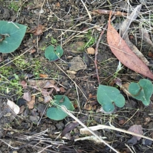 Acianthus collinus at Canberra Central, ACT - 20 Jun 2015