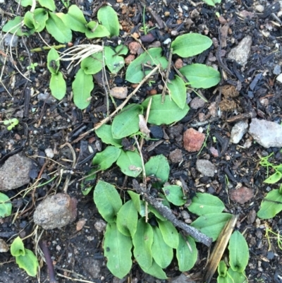 Chiloglottis trapeziformis (Diamond Ant Orchid) at Molonglo Valley, ACT - 20 Jun 2015 by AaronClausen