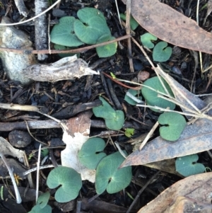 Acianthus sp. at Point 5439 - suppressed