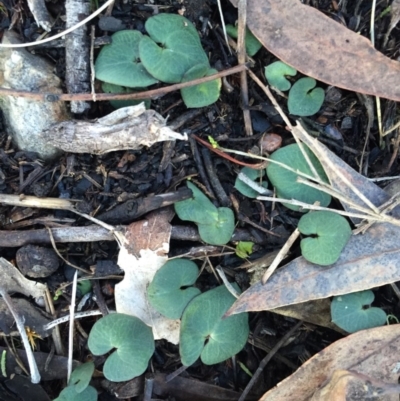 Acianthus sp. (Mayflower Orchid) at Molonglo Valley, ACT - 20 Jun 2015 by AaronClausen