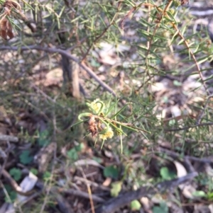 Acacia ulicifolia at Canberra Central, ACT - 20 Jun 2015