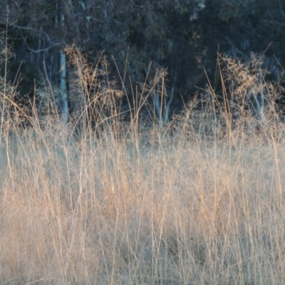 Eragrostis curvula (African Lovegrass) at Bonython, ACT - 21 Jun 2015 by michaelb