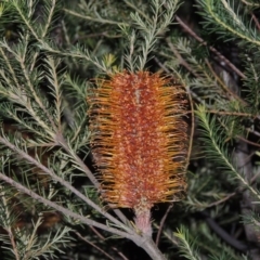 Banksia ericifolia subsp. ericifolia (Heath-leaved Banksia) at Stranger Pond - 21 Jun 2015 by michaelb