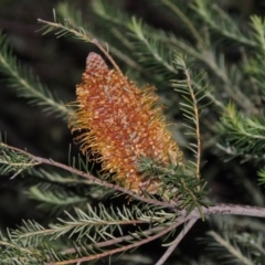 Banksia ericifolia subsp. ericifolia at Bonython, ACT - 21 Jun 2015