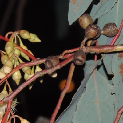 Eucalyptus sideroxylon (Mugga Ironbark) at Bonython, ACT - 21 Jun 2015 by michaelb
