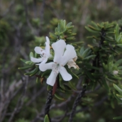 Westringia fruticosa (Native Rosemary) at Murramarang National Park - 5 Jun 2014 by MichaelBedingfield