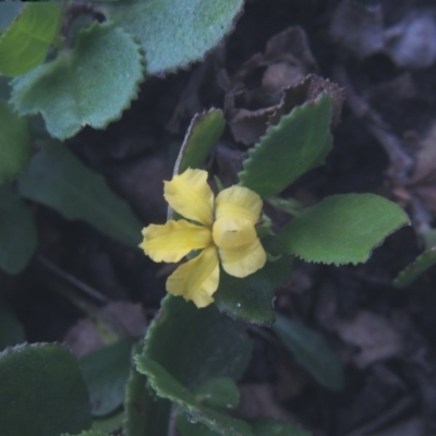 Goodenia ovata (Hop Goodenia) at Murramarang National Park - 5 Jun 2014 by michaelb