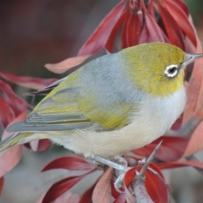 Zosterops lateralis (Silvereye) at Paddys River, ACT - 18 Feb 2014 by MichaelBedingfield