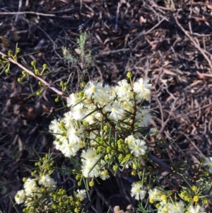 Acacia genistifolia at Acton, ACT - 21 Jun 2015