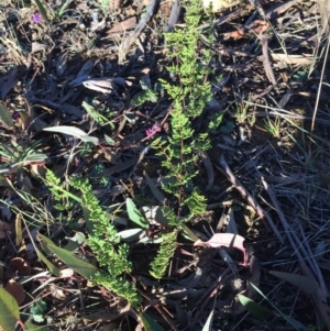 Cheilanthes sieberi at Acton, ACT - 21 Jun 2015