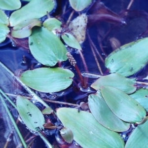 Potamogeton sulcatus at Tuggeranong DC, ACT - 1 Feb 2001